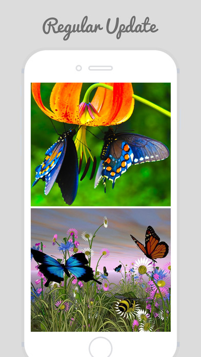 Beautiful Butterfly Wallpapers screenshot 2