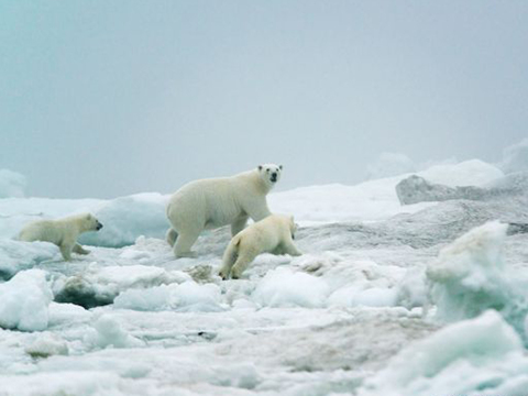 【免費教育App】WWF России: публикации-APP點子