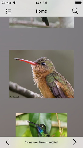 【免費娛樂App】Hummingbirds Species-APP點子