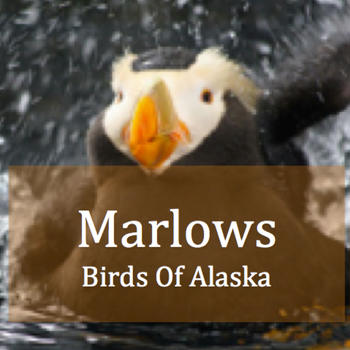 Alaska Bird Watching LOGO-APP點子