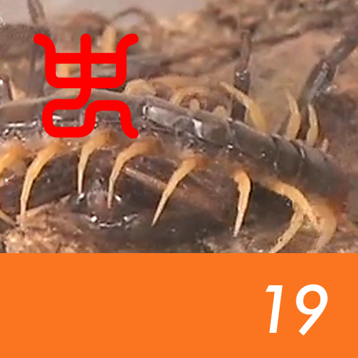 Insect arena 7 - 19.Giant water bug VS Okinawan giant centipede