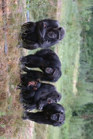 Monkey Family Slide Puzzle image #1