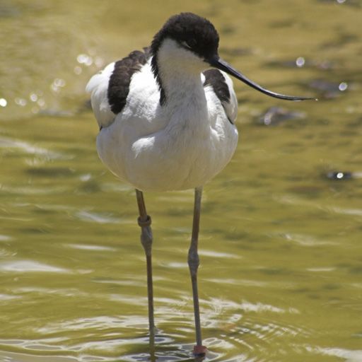 SlidePuzzle - Avocet icon