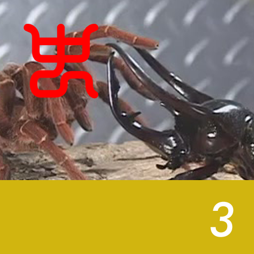 Insect arena 4 - 3.Javan Caucasus stag beetle VS King baboon