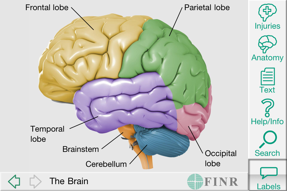 F brain