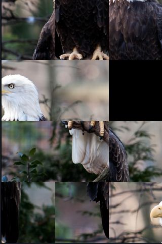SlidePuzzle - Bald Eagle image #1