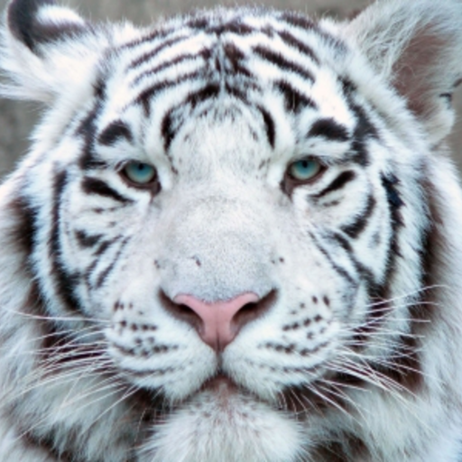 White Tiger Slide Puzzle icon