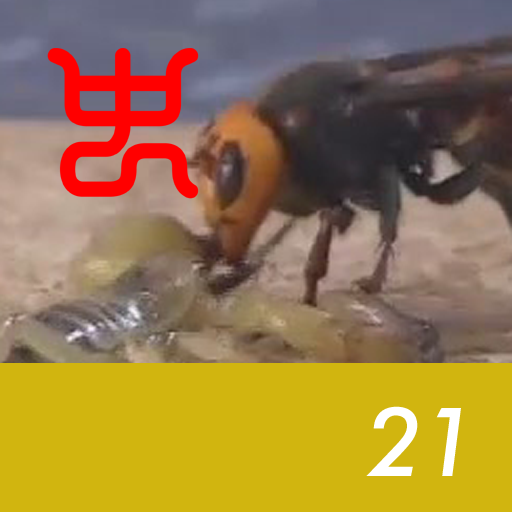 Insect arena 4 - 21.Asian giant hornet VS Israel golden