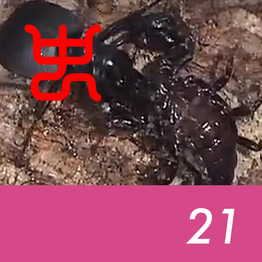 Insect arena 8 - 21.Manticora tiger beetle VS Emperor scorpion
