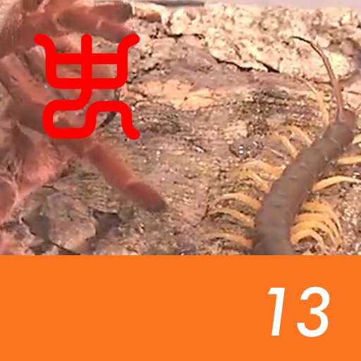 Insect arena 7 - 13.King baboon VS Okinawan giant centipede