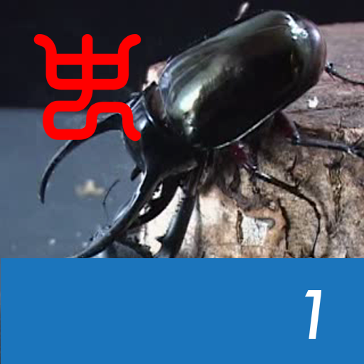 Insect Arena 2 – 1.Palawan stag beetle VS Malay Caucasus beetle