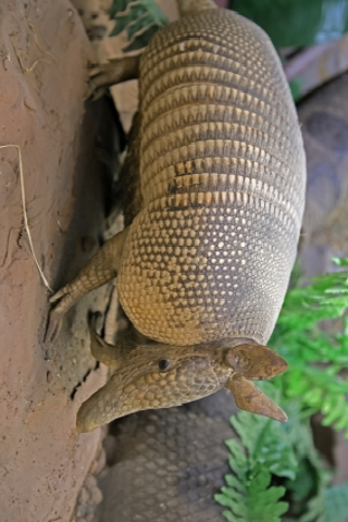 Armadillo Slide Puzzle image #1