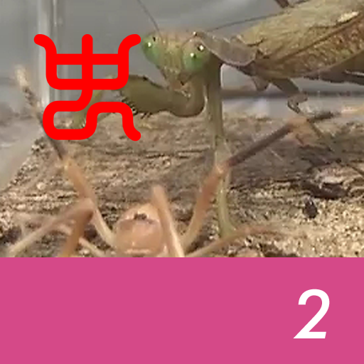 Insect arena 8 - 2.Wind scorpion VS Harabiro mantis