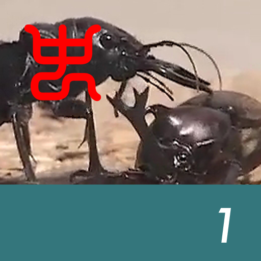 Insect arena 6 - 1.Manticora tiger beetle VS Japanese stag beetle