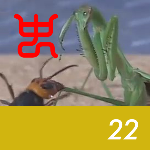 Insect arena 4 - 22.Praying mantis VS Asian giant hornet