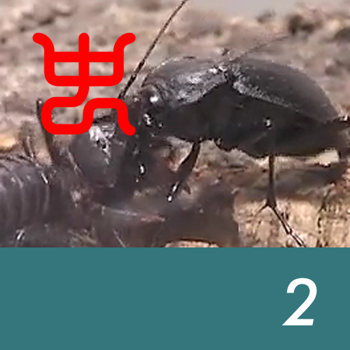 Insect arena 6 - 2.Carabid beetle VS Black giant killer wind scorpion