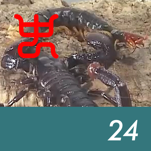 Insect arena 6 - 24.Yellow leg centipede VS Emperor scorpion