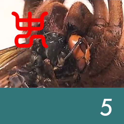 Insect arena 6 - 5.Asian giant hornet VS King baboon