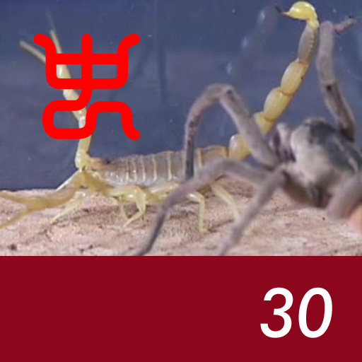 Insect arena 3 - 30.Egyptian golden VS Huntsman spider