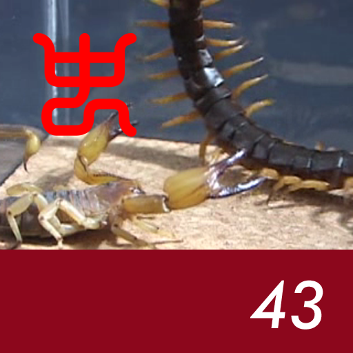 Insect arena 3 - 43.Vietnam giant centipede VS Shiny burrow