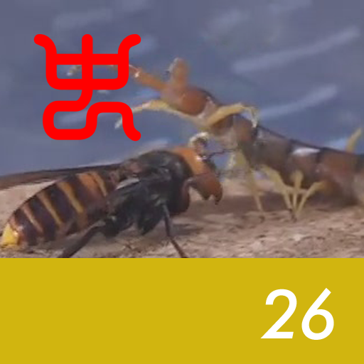 Insect arena 4 - 26.Asian giant hornet VS Radish Malaysian giant centipede