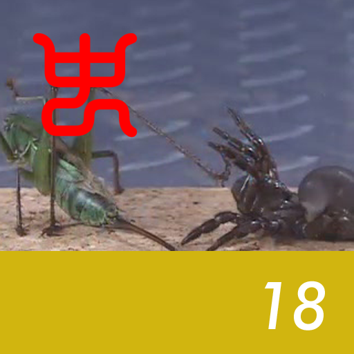 Insect arena 4 - 18.Long‐horned grasshopper VS Black trapdoor
