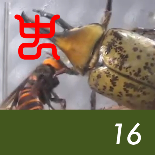 Insect arena 5 - 16.Asian giant hornet VS Hyllus white beetle