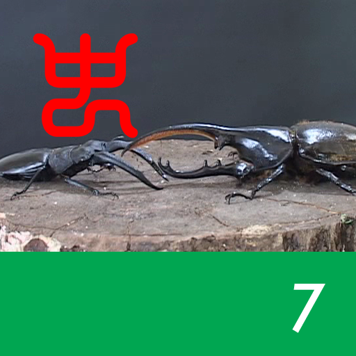 The world's strongest king of insect decision Vol.1 - 7.Hercules beetle VS Rhinoceros stag beetle