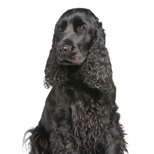 SlidePuzzle - Cocker Spaniel icon