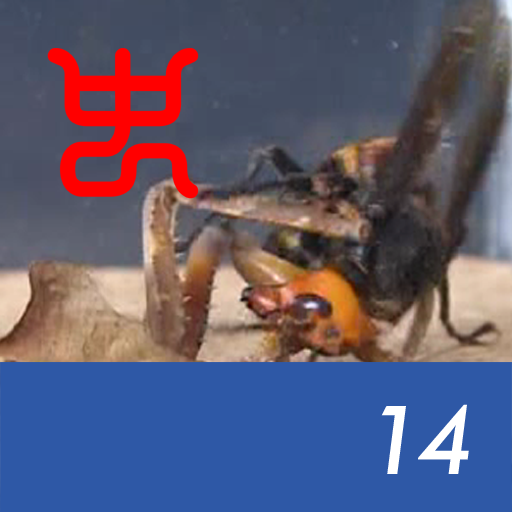 Insect Arena 2 - 14.Asian giant hornet VS Dead leaf mantis