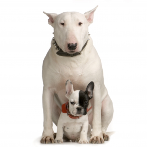 Bull Terrier with a puppy Slide Puzzle