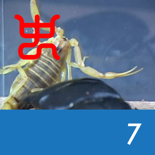 Insect Arena 2 – 7.Deathstalker VS Sumatran ache stag beetle