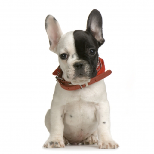 French Bulldog Slide Puzzle icon