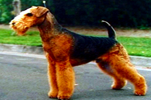 The Airedale Terrier Book image #1