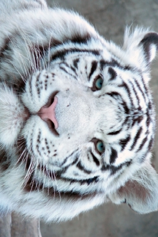 White Tiger Slide Puzzle image #1