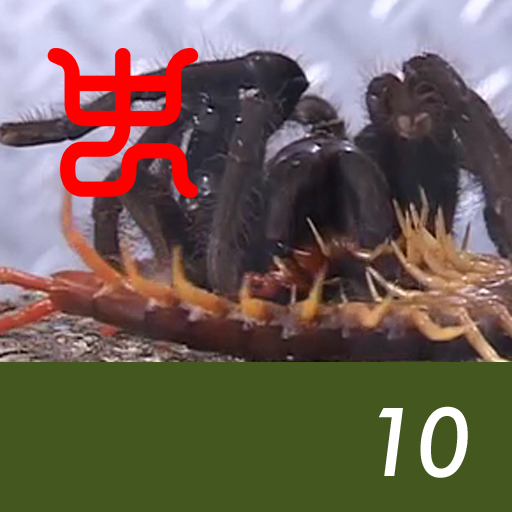 Insect arena 5 - 10.Vietnam giant centipede VS Earth tiger