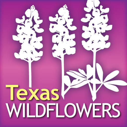 Audubon Wildflowers Texas – A Field Guide to the Wildflowers of Texas