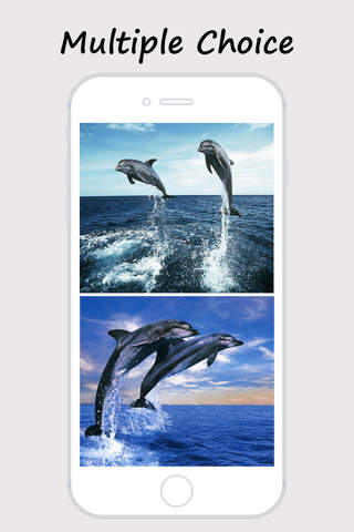 Dolphin Wallpapers - Best Collections Of Dolphin P - náhled