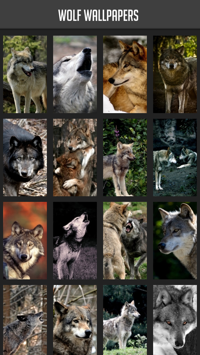 Wolf Wallpaper screenshot 1