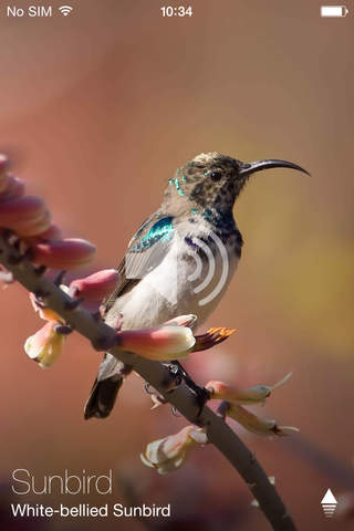 Animal Explorer Free: Sounds and Photos - náhled