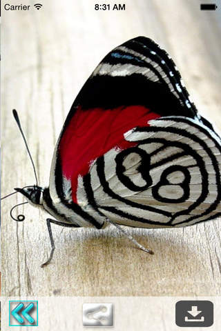 All Animals Wallpapers - náhled