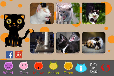 The Best Funny Kittens - náhled