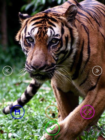Amazing Wild Animals - Wallpapers & Slideshow HD | Apps | 148Apps