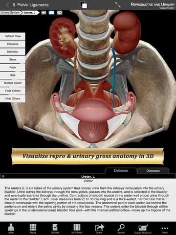 Reproductive and Urinary Anatomy Atlas: Essential Reference for Students and Healthcare Professionals screenshot 6