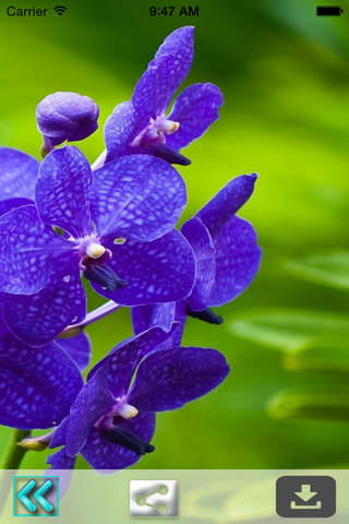 Flower Wallpapers HD – Floral & Flower Backgrounds - náhled