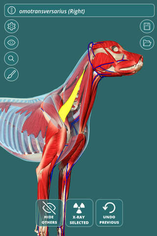 Visual Anatomy - Canine - náhled