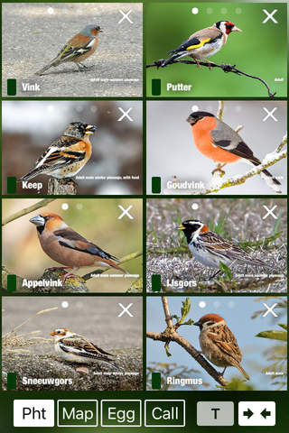 Birds of the Netherlands - a field guide to identi - náhled