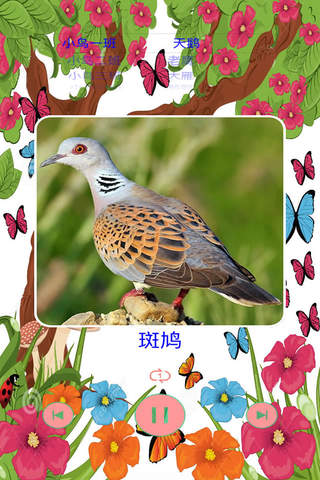 鸟的叫声大全之汉字拼音版 - náhled