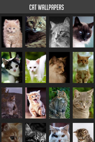 Cat Wallpapers! - náhled