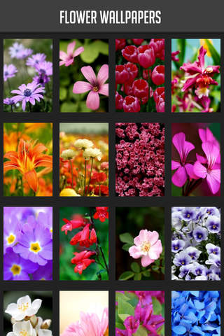 Flower Wallpaper - náhled